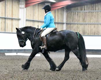 Fell pony dressage practice